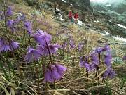 73 Soldanella alpina...